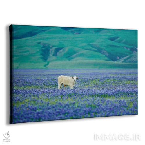 تابلو گاوها در مزرعه لوپین سه اثر دنیس فراتس - نمای پرسپکتیو محصول