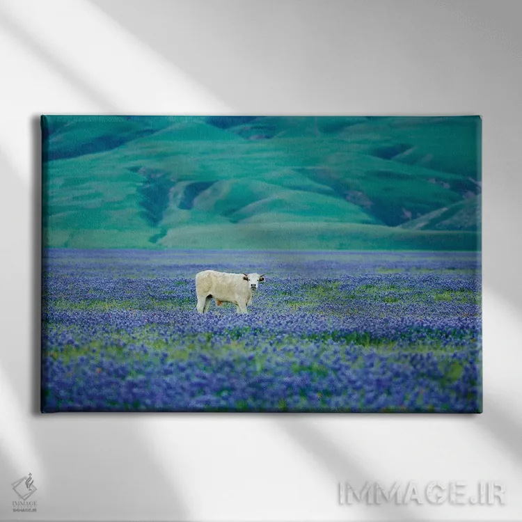 تابلو گاوها در مزرعه لوپین سه اثر دنیس فراتس - نمای روبهرو روی دیوار