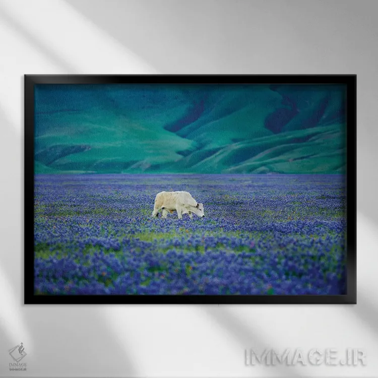 تابلو گاوها در مزرعه لوپین دو اثر دنیس فراتس - نمای قابدار مشکی