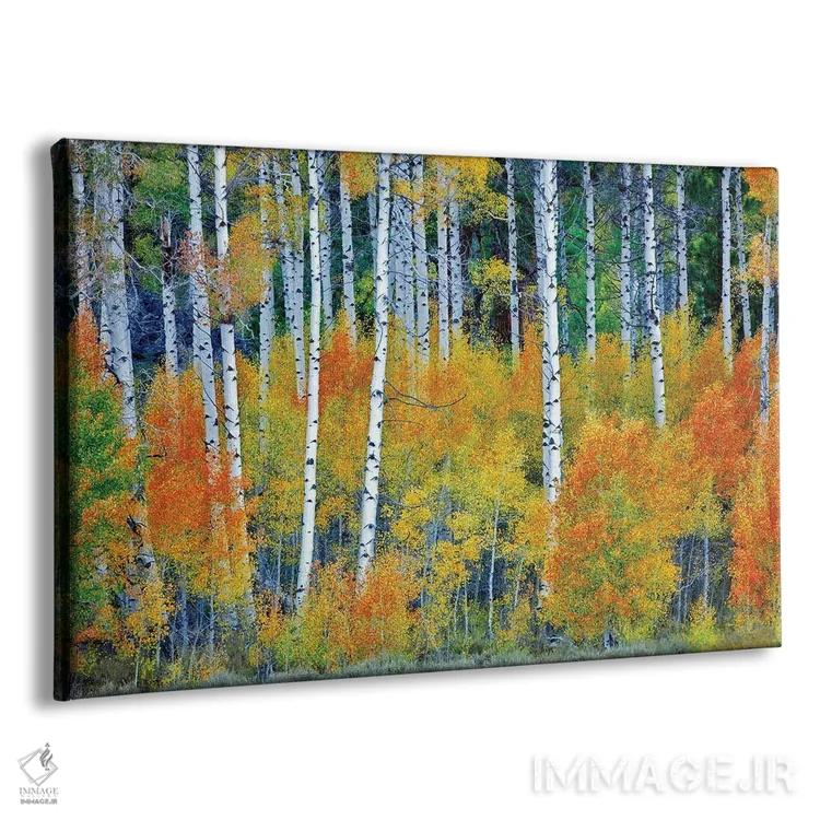 تابلو جنگل آسپن پاییزی اثر دنیس فراتس - نمای پرسپکتیو محصول