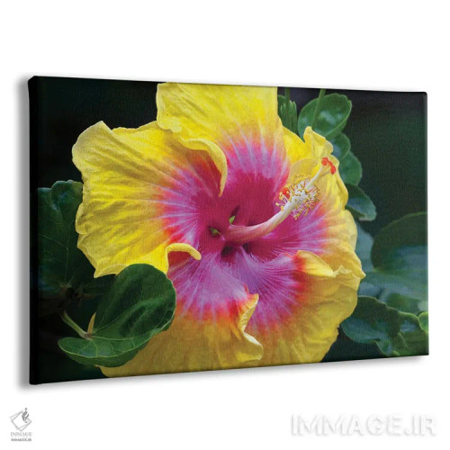 تابلو گل ختمی اثر دنیس فراتس - نمای پرسپکتیو محصول