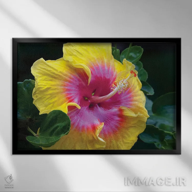 تابلو گل ختمی اثر دنیس فراتس - نمای قابدار مشکی