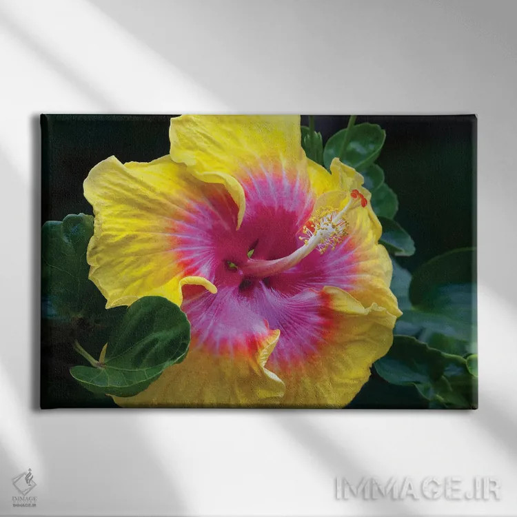 تابلو گل ختمی اثر دنیس فراتس - نمای روبهرو روی دیوار