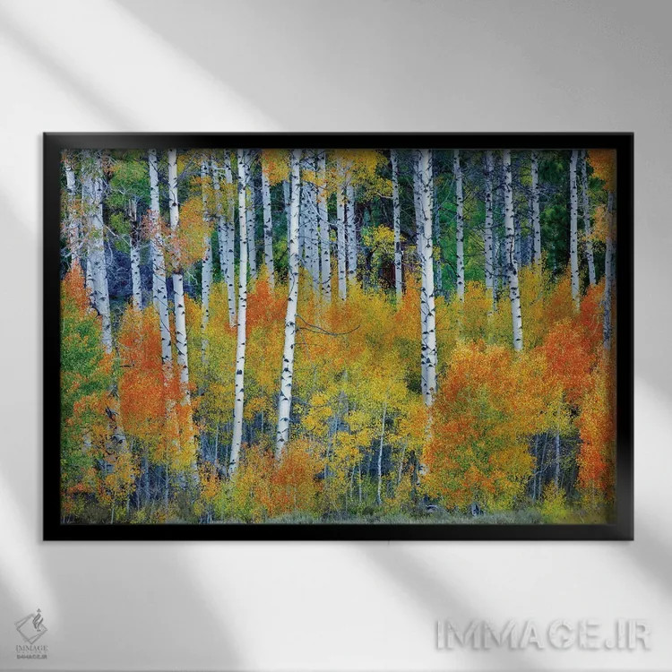 تابلو جنگل آسپن پاییزی اثر دنیس فراتس - نمای قابدار مشکی