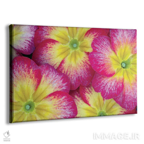 تابلو نمای نزدیک گل بنفشه اثر دنیس فراتس - نمای پرسپکتیو محصول