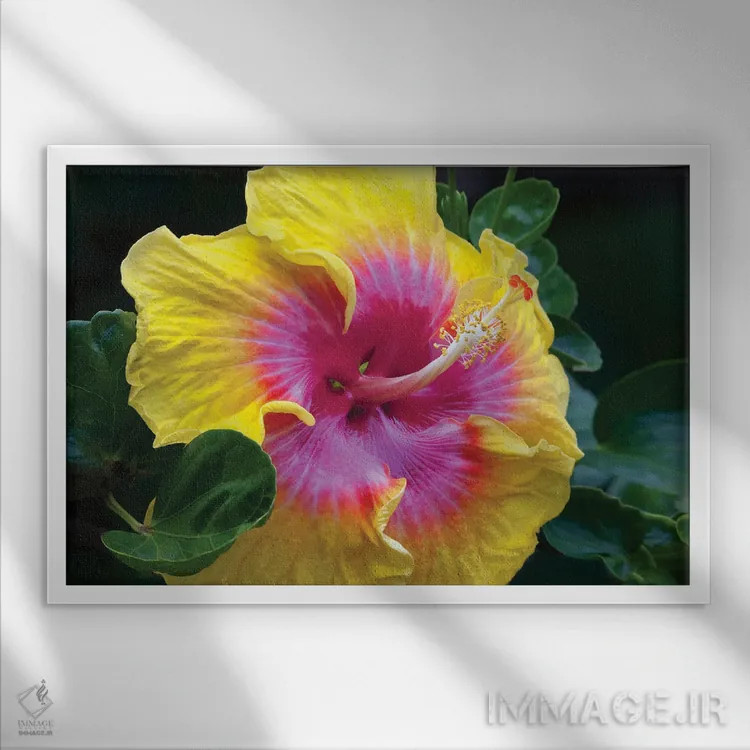 تابلو گل ختمی اثر دنیس فراتس - نمای قابدار سفید