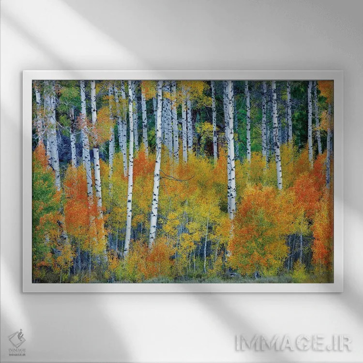 تابلو جنگل آسپن پاییزی اثر دنیس فراتس - نمای قابدار سفید