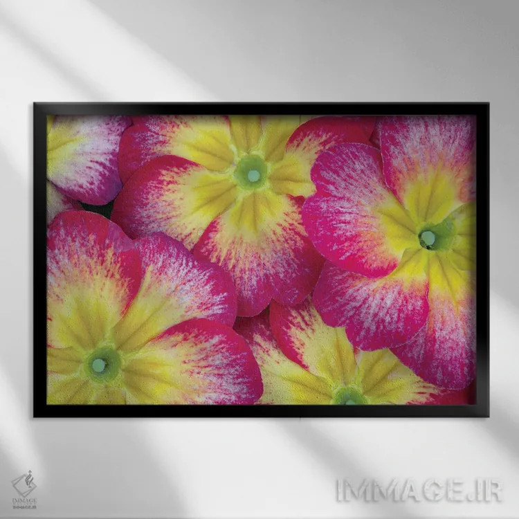 تابلو نمای نزدیک گل بنفشه اثر دنیس فراتس - نمای قابدار مشکی