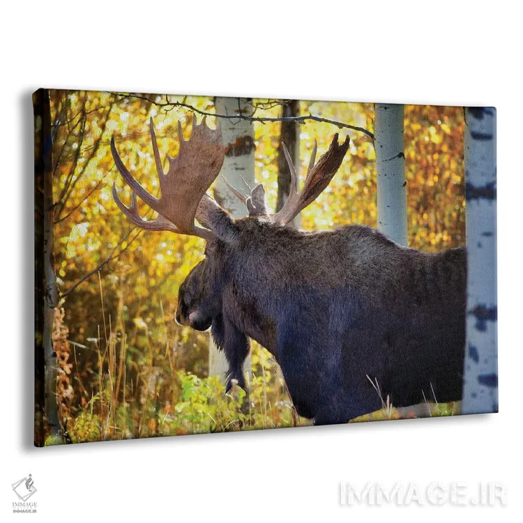 تابلو گوزن شمالی پاییز اثر دنیس فراتس - نمای پرسپکتیو محصول