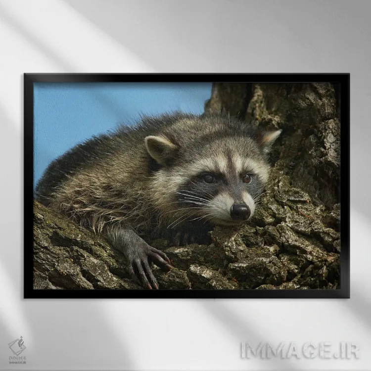 تابلو راکن اثر دنیس فراتس - نمای قابدار مشکی