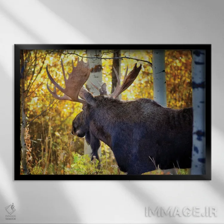 تابلو گوزن شمالی پاییز اثر دنیس فراتس - نمای قابدار مشکی