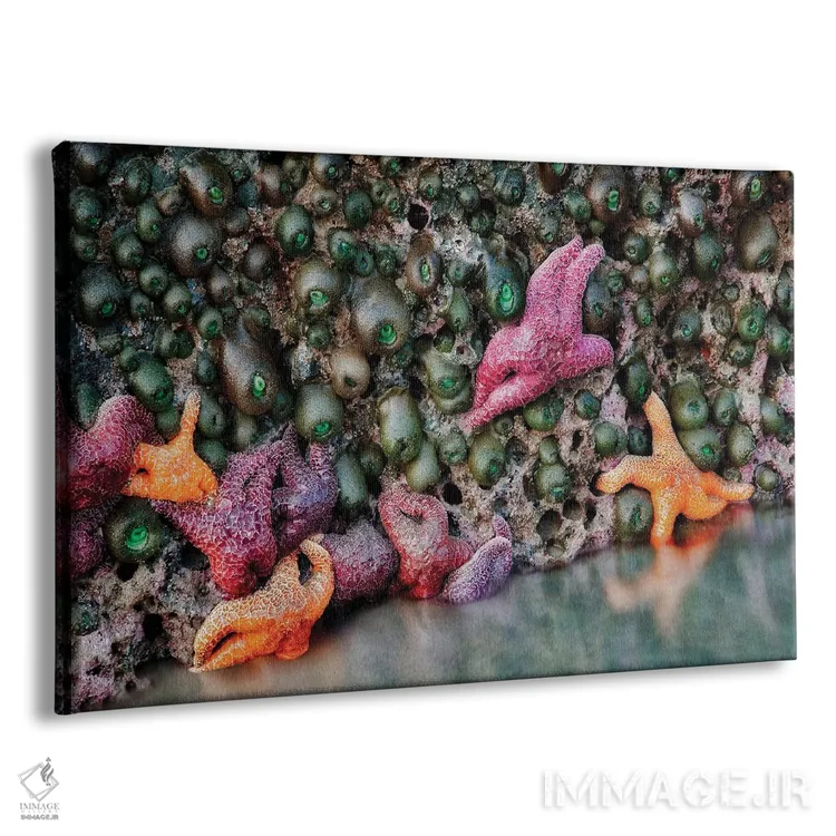 تابلو ستارههای دریایی اثر دنیس فراتس - نمای پرسپکتیو محصول