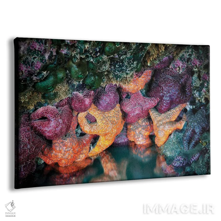 تابلو ستارههای دریایی دو اثر دنیس فراتس - نمای پرسپکتیو محصول