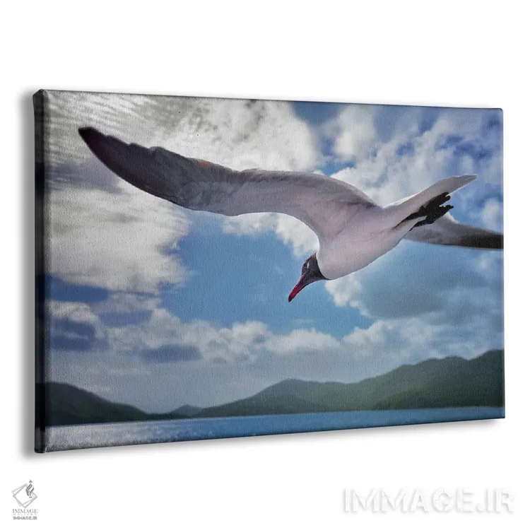 تابلو مرغ دریایی اثر دنیس فراتس - نمای پرسپکتیو محصول