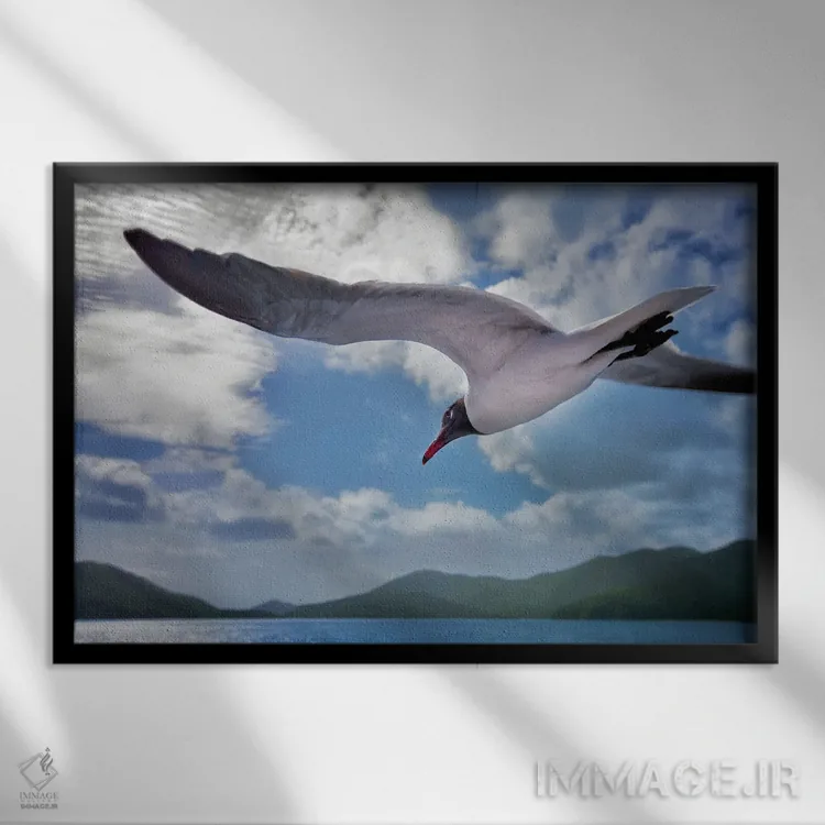 تابلو مرغ دریایی اثر دنیس فراتس - نمای قابدار مشکی