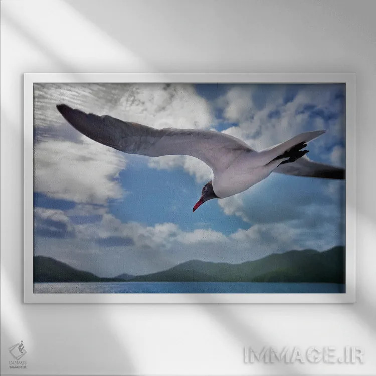 تابلو مرغ دریایی اثر دنیس فراتس - نمای قابدار سفید
