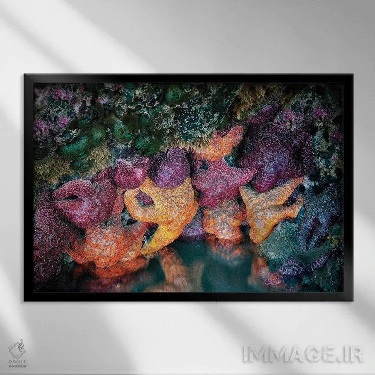 تابلو ستارههای دریایی دو اثر دنیس فراتس - نمای قابدار مشکی