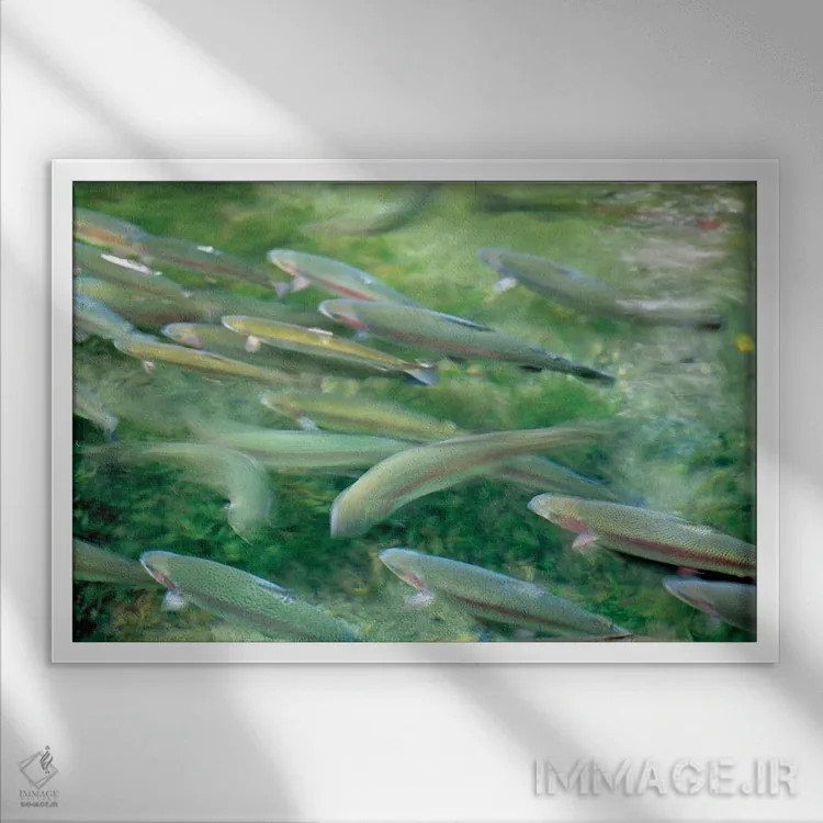 تابلو ماهی قزلآلا اثر دنیس فراتس - نمای قابدار سفید