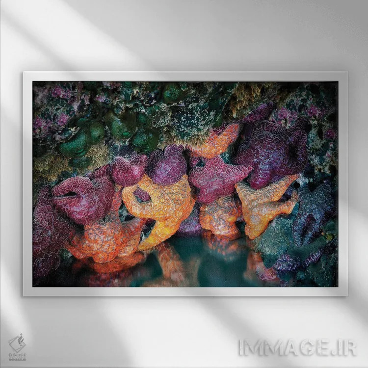 تابلو ستارههای دریایی دو اثر دنیس فراتس - نمای قابدار سفید