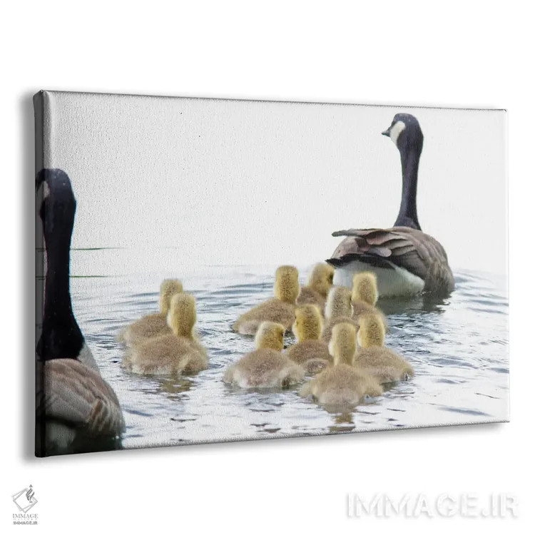 تابلو خانواده غازها دو اثر دنیس فراتس - نمای پرسپکتیو محصول