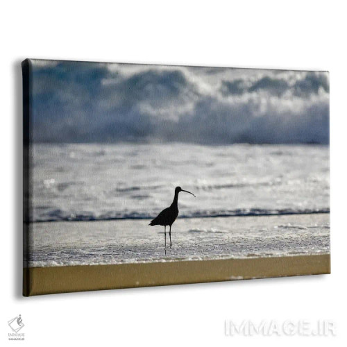 تابلو پرنده ساحلی اثر دنیس فراتس - نمای پرسپکتیو محصول
