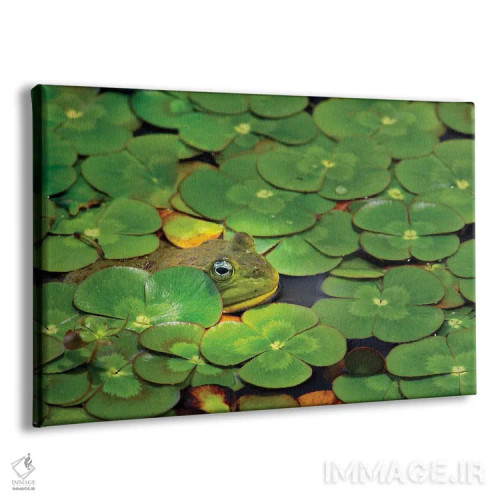 تابلو برکه قورباغهها اثر دنیس فراتس - نمای پرسپکتیو محصول