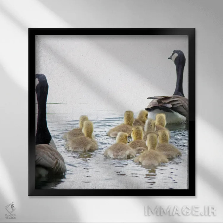 تابلو خانواده غازها اثر دنیس فراتس - نمای قابدار مشکی