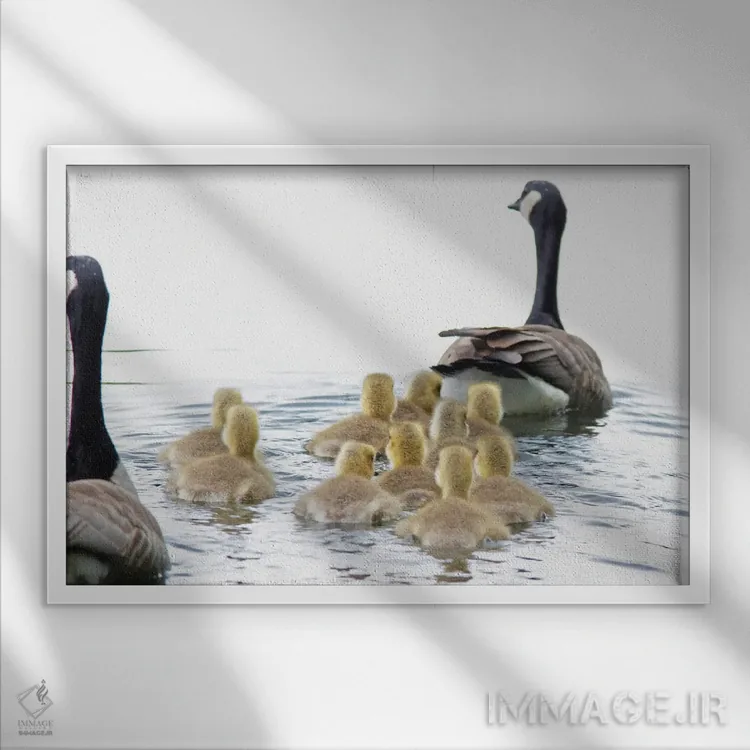 تابلو خانواده غازها دو اثر دنیس فراتس - نمای قابدار سفید