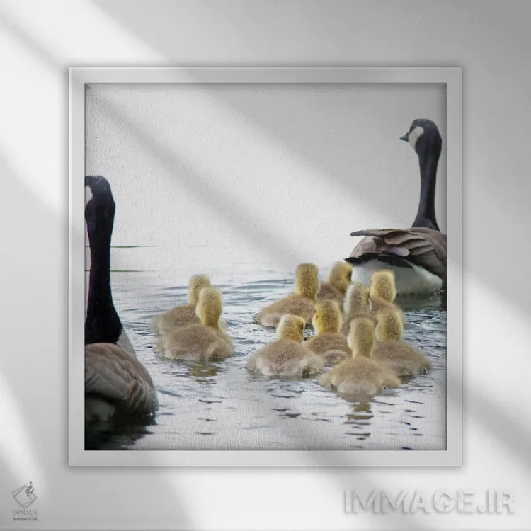 تابلو خانواده غازها اثر دنیس فراتس - نمای قابدار سفید