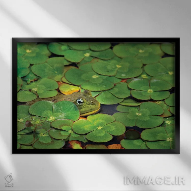 تابلو برکه قورباغهها اثر دنیس فراتس - نمای قابدار مشکی