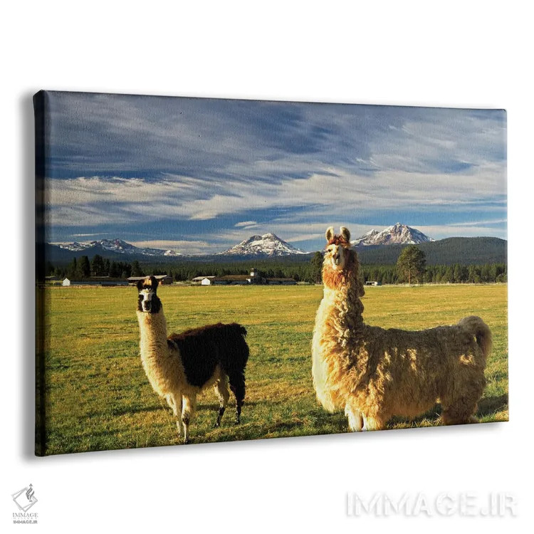 تابلو لاماها اثر دنیس فراتس - نمای پرسپکتیو محصول