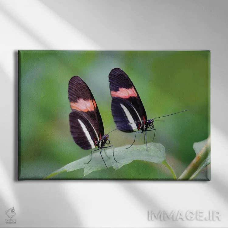 تابلو دو پروانه اثر دنیس فراتس - نمای روبهرو روی دیوار