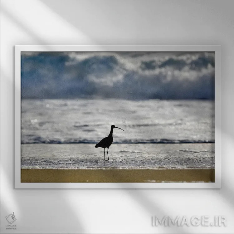 تابلو پرنده ساحلی اثر دنیس فراتس - نمای قابدار سفید