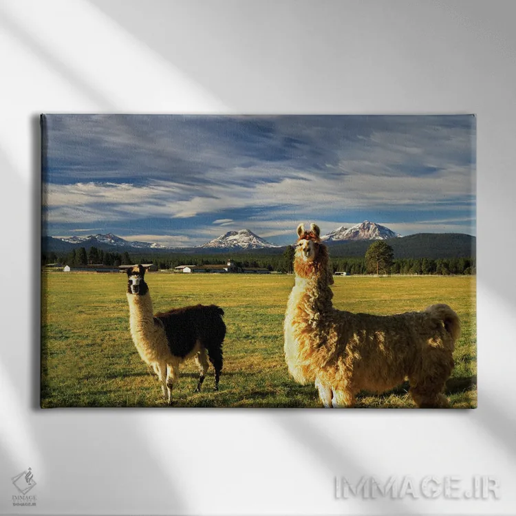 تابلو لاماها اثر دنیس فراتس - نمای روبهرو روی دیوار