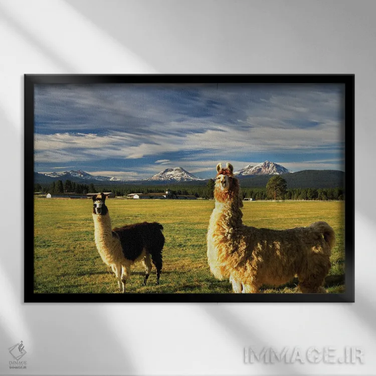 تابلو لاماها اثر دنیس فراتس - نمای قابدار مشکی