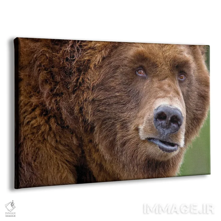 تابلو نمای نزدیک خرس گریزلی اثر دنیس فراتس - نمای پرسپکتیو محصول