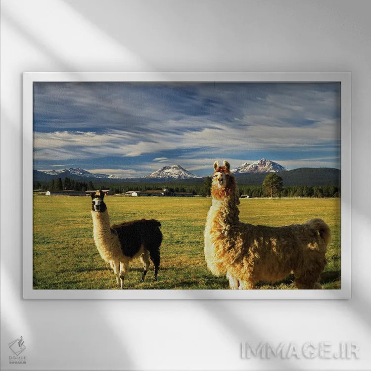 تابلو لاماها اثر دنیس فراتس - نمای قابدار سفید