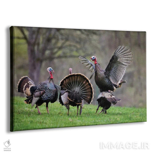 تابلو بوقلمونهای وحشی دو اثر دنیس فراتس - نمای پرسپکتیو محصول