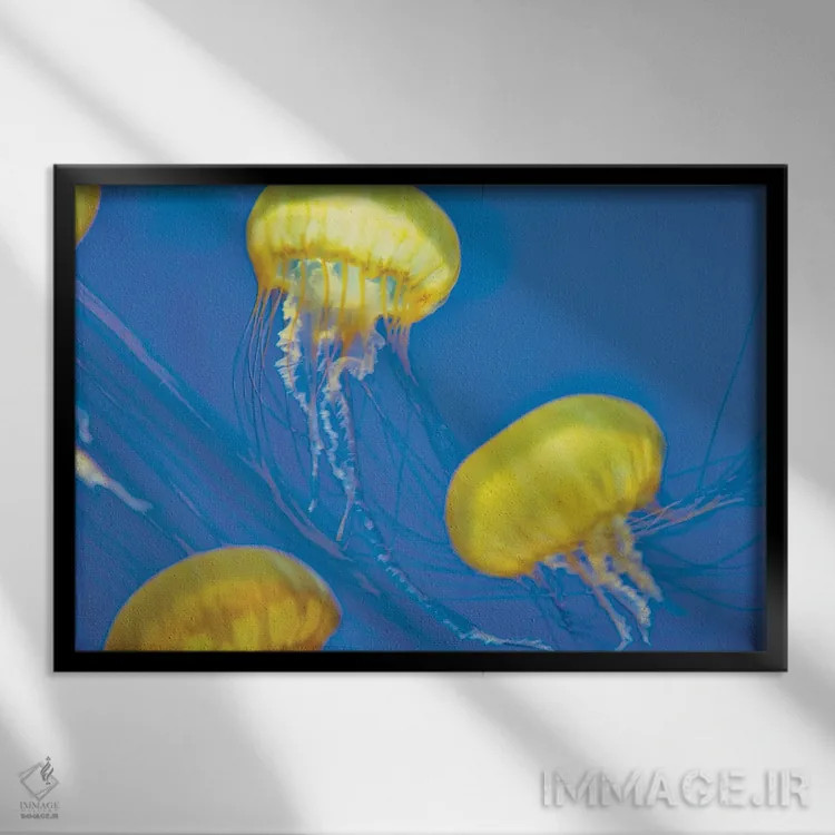 تابلو عروس دریایی اثر دنیس فراتس - نمای قابدار مشکی