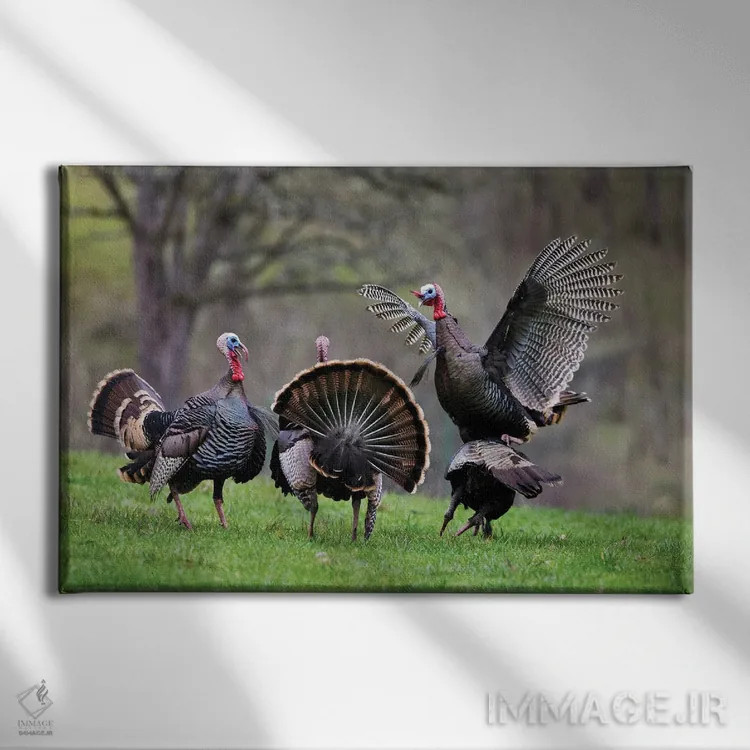 تابلو بوقلمونهای وحشی دو اثر دنیس فراتس - نمای روبهرو روی دیوار