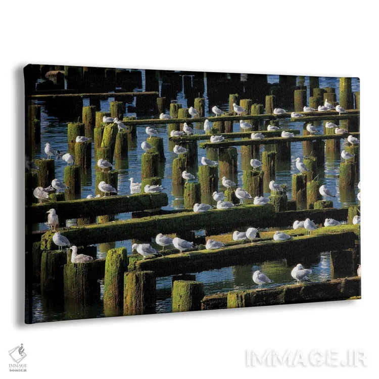 تابلو محل استراحت مرغ دریایی اثر دنیس فراتس - نمای پرسپکتیو محصول