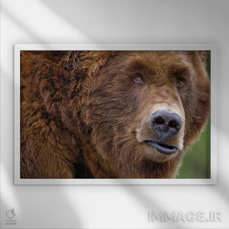 تابلو نمای نزدیک خرس گریزلی اثر دنیس فراتس - نمای قابدار سفید