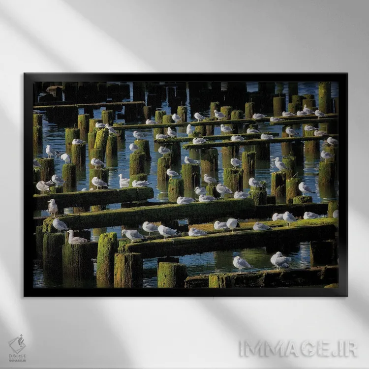 تابلو محل استراحت مرغ دریایی اثر دنیس فراتس - نمای قابدار مشکی