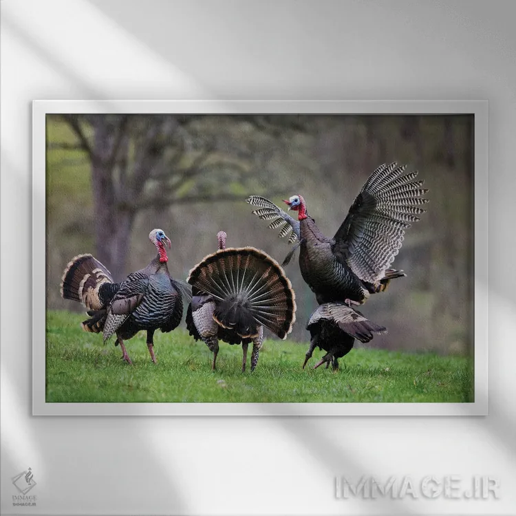 تابلو بوقلمونهای وحشی دو اثر دنیس فراتس - نمای قابدار سفید