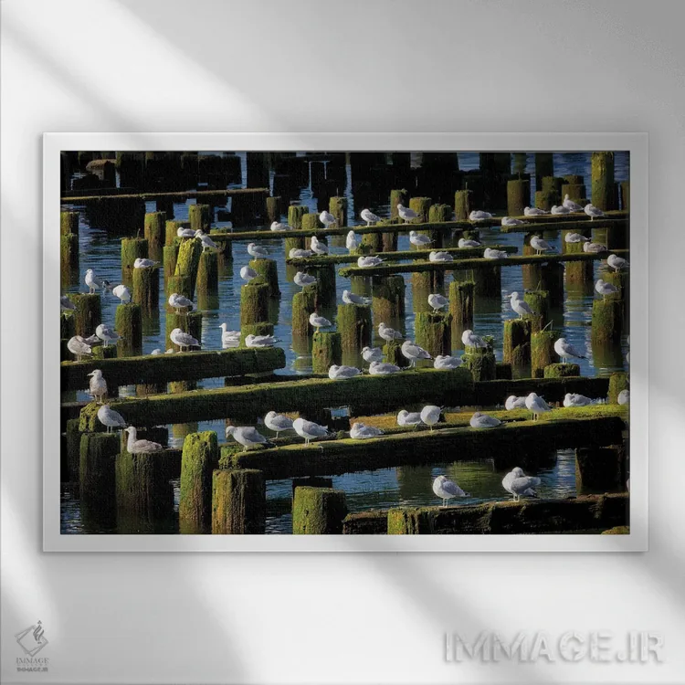 تابلو محل استراحت مرغ دریایی اثر دنیس فراتس - نمای قابدار سفید