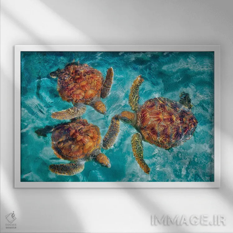 تابلو سه لاکپشت دریایی اثر دنیس فراتس - نمای قابدار سفید