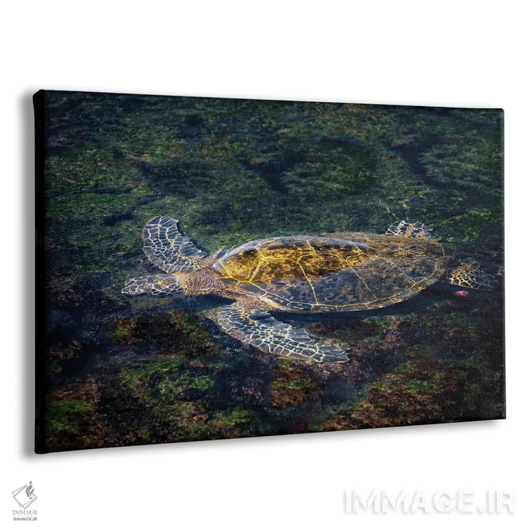 تابلو لاکپشت دریایی اثر دنیس فراتس - نمای پرسپکتیو محصول