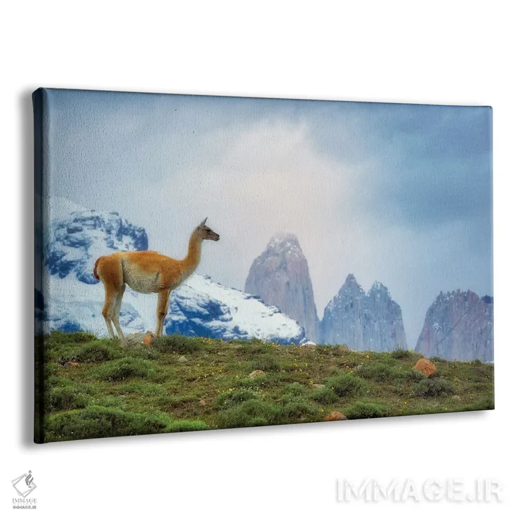 تابلو گواناکو پاتاگونیا (شتر بیکوهان آمریکای جنوبی) اثر دنیس فراتس - نمای پرسپکتیو محصول