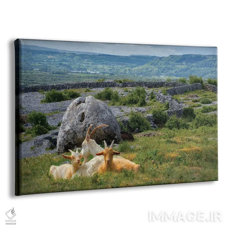 تابلو بزهای کناره تپه اثر دنیس فراتس - نمای پرسپکتیو محصول