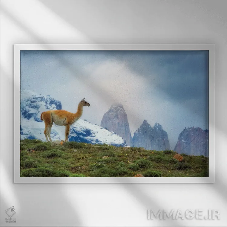 تابلو گواناکو پاتاگونیا (شتر بیکوهان آمریکای جنوبی) اثر دنیس فراتس - نمای قابدار سفید